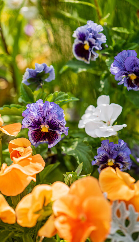 prodotti per garden widdar